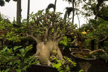Bonsai ağacı kil dekoratif bitkiler için yapılmış bir tencerede satmak bitki satıcı fotoğraf Jakarta Endonezya