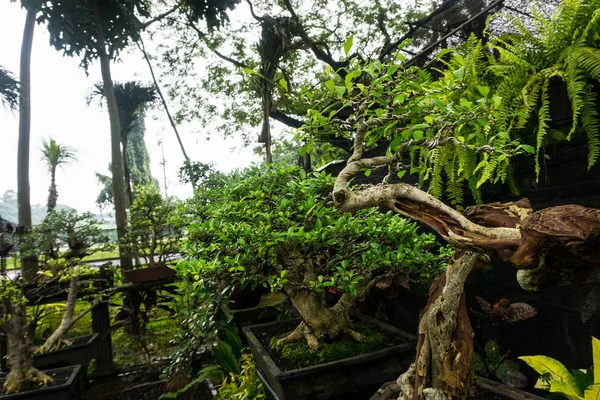 Divers soort Bonsai boom verkopen plant voor in petto decoratieve planten foto genomen in Jakarta Indonesië — Stockfoto