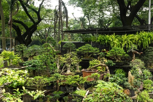 Olika slags bonsaiträd sälja anläggningen väntar dekorativa växter foto taget i Jakarta Indonesien — Stockfoto