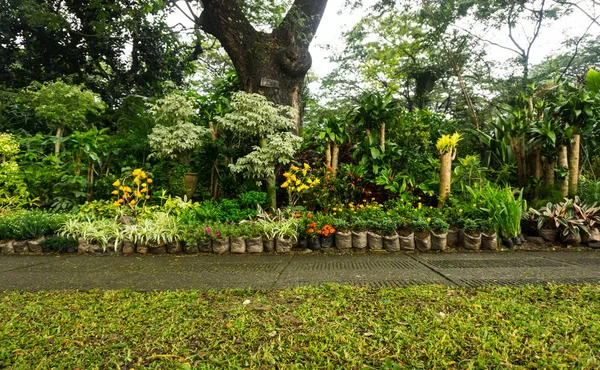 Divers soort bloemen en planten, bonsai boom gerangschikt als een beetje jungle en verkopen door bloemist foto genomen in Jakarta Indonesië — Stockfoto