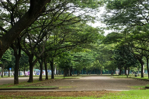 Pemandangan hijau di taman kota dengan pohon-pohon besar, rumput dan jalur di tengah foto yang diambil di Jakarta Indonesia — Stok Foto