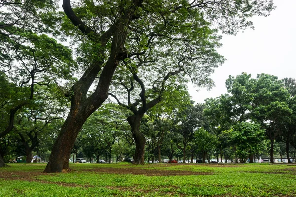 Paisaje verde en el parque de la ciudad con grandes árboles y hierba foto tomada en Yakarta Indonesia —  Fotos de Stock