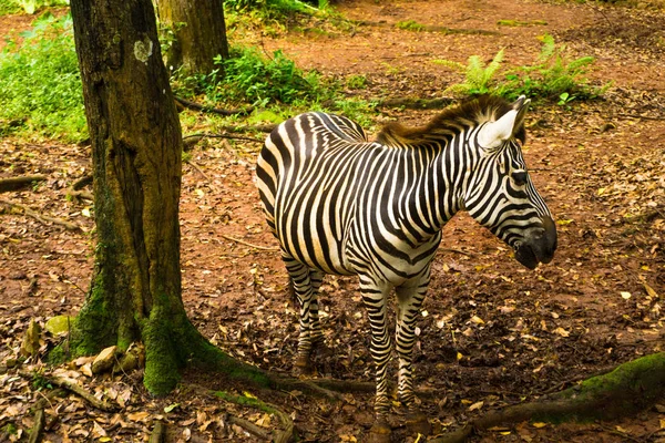 Zebra z piękną czarno-białe paski stojącego obok drzewa zdjęcie zrobione w zoo Ragunan Jakarta Indonezja — Zdjęcie stockowe