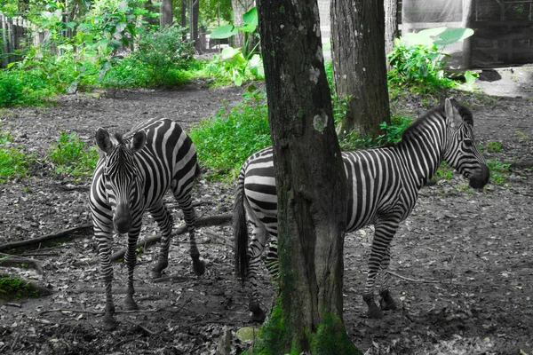 Dwa piękne Zebra z czarno-białe paski stojącego obok drzewa zdjęcie zrobione w zoo Ragunan Jakarta Indonezja — Zdjęcie stockowe