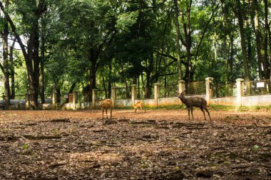 Geyikler Batı yayılım gösterir: Angola kafes ağaçlar ve beyaz duvar ve Jakarta Endonezya Ragunan hayvanat bahçesinde çekilen çit fotoğraf tarafından çevreleyen