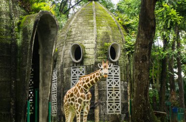a giraffe in front of mossy dome house photo taken in Ragunan zoo Jakqrta Indonesia clipart