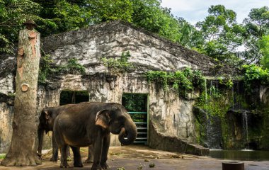 fil ve muz kafes fotoğraf Ragunan zoo Jakarta Endonezya alınan yerde