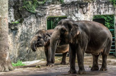 fil ve muz kafes fotoğraf Ragunan zoo Jakarta Endonezya alınan yerde