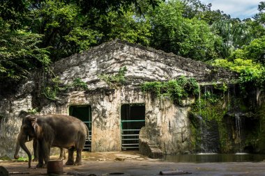 Filler kafes Jakarta Endonezya Ragunan hayvanat bahçesinde çekilen küçük şelale ve su birikintisi fotoğraf ile