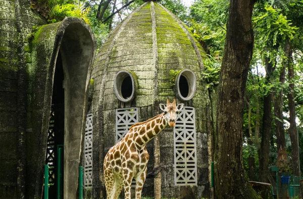 Жираф перед кошачьим куполом, фотография сделана в зоопарке Рагунан Jakqrta Indonesia — стоковое фото