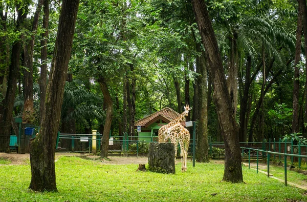 Dwa żyrafy w klatce z drzew i niskim ogrodzeniem zdjęcie zrobione w zoo Ragunan Jakarta Indonezja — Zdjęcie stockowe