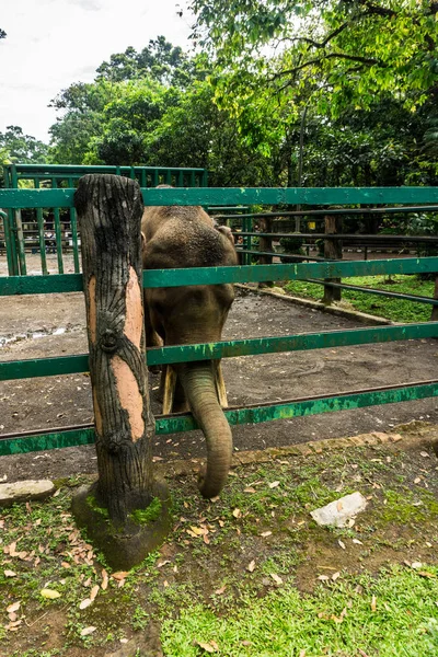 Слон достал свою клетку из багажника для съемок в зоопарке Рагунан Джакарта Индонезия. — стоковое фото
