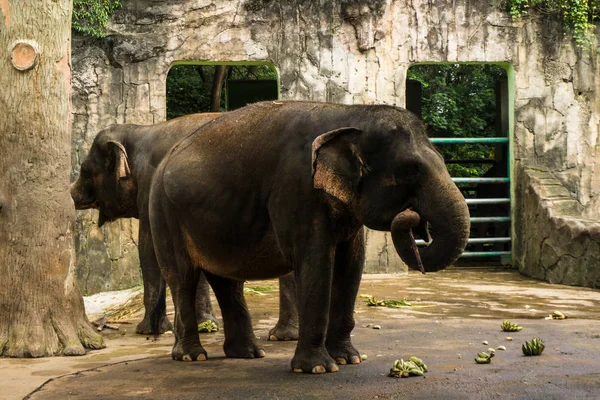 Слон принимает банан со своим багажником для еды фото, сделанное в зоопарке Рагунан Джакарта Индонезия — стоковое фото