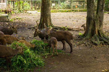 Jakarta Endonezya Ragunan hayvanat bahçesinde çekilen büyük ağaçlar fotoğraf ile kafeste çim yeme geyikler