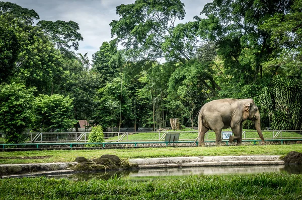 Большой слон в клетке с бассейном, окружающим забор, и фотографией деревьев, сделанной в зоопарке Рагунан Джакарта Индонезия — стоковое фото