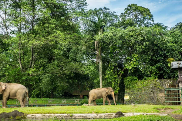 Два больших слона в клетке с бассейном, окружающим забор, и фото деревьев, сделанное в зоопарке Рагунан Джакарта Индонезия — стоковое фото