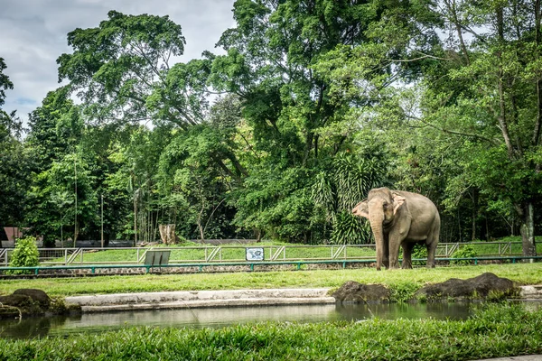 Большой слон в клетке с бассейном, окружающим забор, и фотографией деревьев, сделанной в зоопарке Рагунан Джакарта Индонезия — стоковое фото