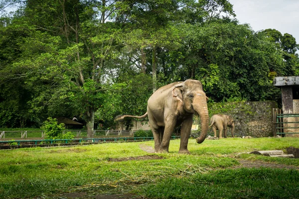 Два больших слона в клетке с бассейном, окружающим забор, и фото деревьев, сделанное в зоопарке Рагунан Джакарта Индонезия — стоковое фото
