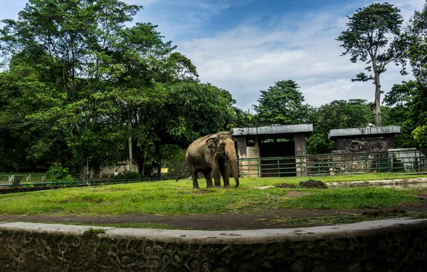 Ein großer elefant im käfig mit pool umgeben von zaun und bäumen und schönen himmel als hintergrundbild aufgenommen im ragunan zoo jakarta indonesien — Stockfoto