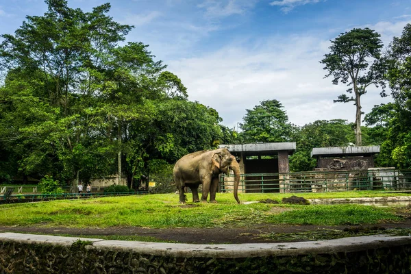Большой слон в клетке с бассейном, окружающим забор и деревья и красивым небом в качестве фоновой фотографии, сделанной в зоопарке Рагунан Джакарта Индонезия — стоковое фото
