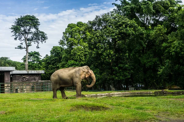 Большой слон в клетке, окруженной забором и деревьями, и красивое небо на заднем плане в зоопарке Рагунан Джакарта Индонезия — стоковое фото