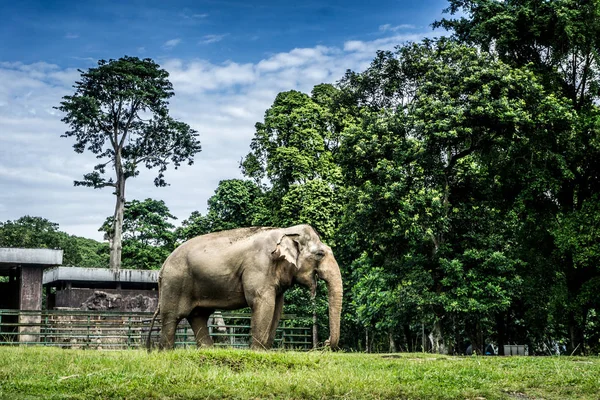 Большой слон в клетке, окруженной забором и деревьями, и красивое небо на заднем плане в зоопарке Рагунан Джакарта Индонезия — стоковое фото