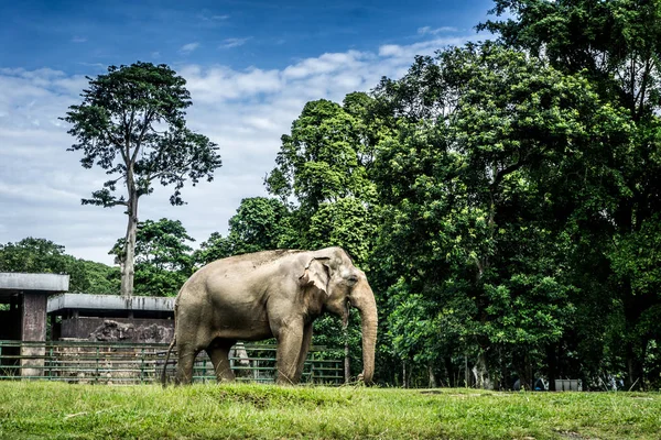 Un grand l phant dans la cage avec piscine entour e par Un grand l phant dans la cage avec piscine entour e par