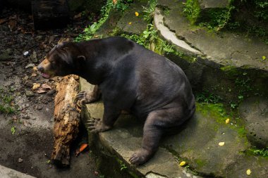 Bir tatlı kedi bakıyordu ve Jakarta Endonezya'da canlanmaya fotoğraf için çığlık