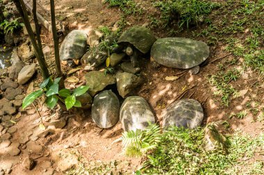 Kaplumbağa grubu almak sığınak Jakarta Endonezya'da alınan ağaç fotoğrafın altında