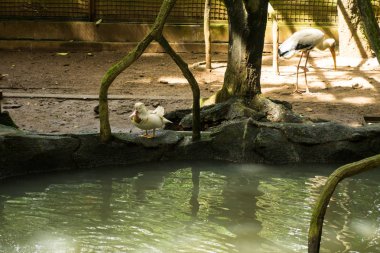 İki güzel beyaz kuşlar kowak malam abu kafes fotoğraf Jakarta Endonezya'da alınan bir su birikintisi yakın oyun