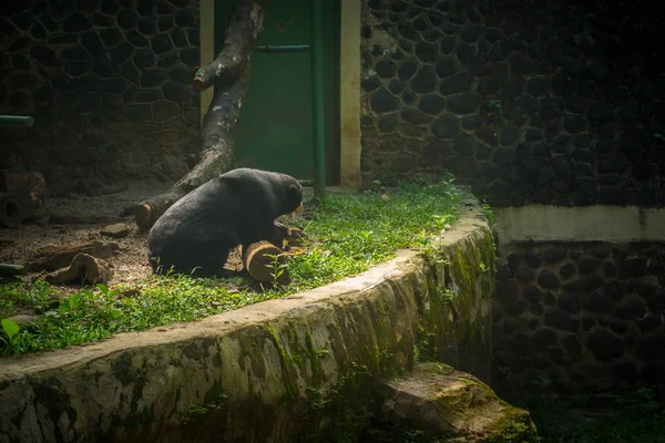 Медведь играет с бревном на сушеном бассейне и видит что-то на фотографии, сделанной в Джакарте Индонезия — стоковое фото