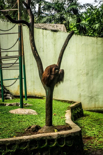 Орангутанг на мертвом дереве в клетке с фотографией детской площадки, сделанной в Джакарте Индонезия — стоковое фото