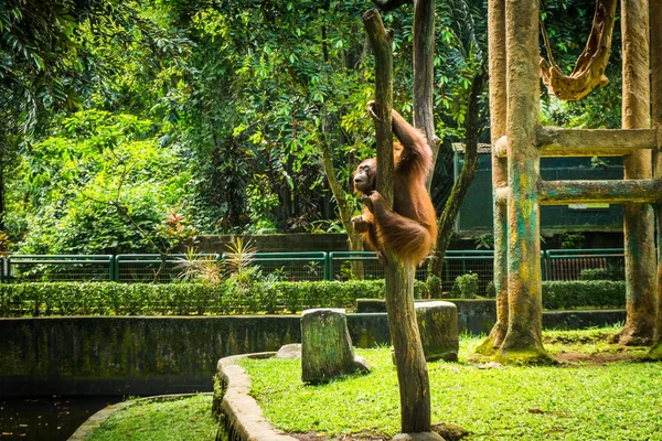 Orangotango escalada árvore morta na gaiola foto tirada em Jacarta Indonésia — Fotografia de Stock