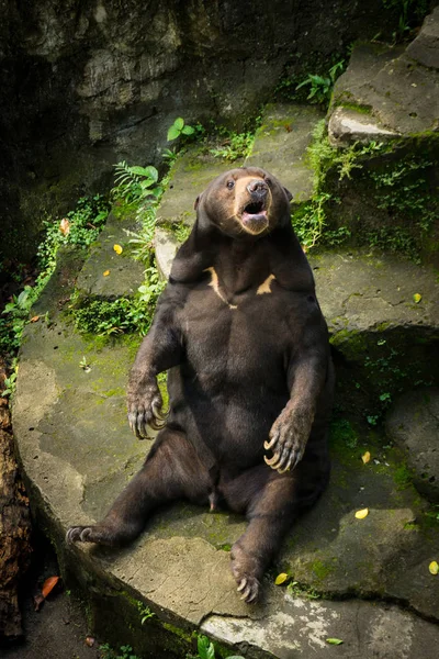 Медовый медведь кричит, сидя на фотографии, сделанной в Джакарте Индонезия — стоковое фото