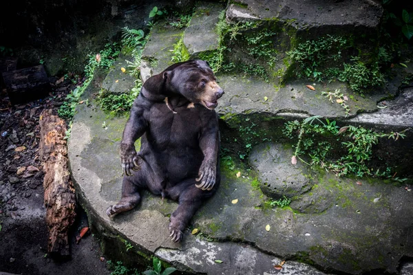 Медведь, сидящий на скале в сушеном бассейне, фотография сделана Джакартой Индонезия — стоковое фото