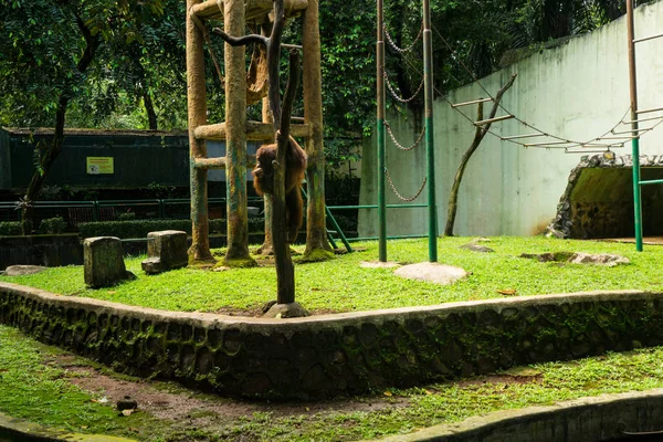 Лазание на дерево орангутанга в клетке вокруг стены и дерева, сделанное в Джакарте Индонезия — стоковое фото