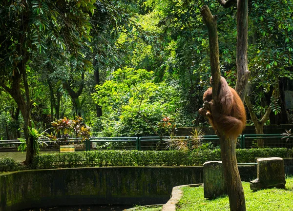 Орангутан забирается на мертвое дерево на фото в клетке, сделанное в Джакарте Индонезия — стоковое фото