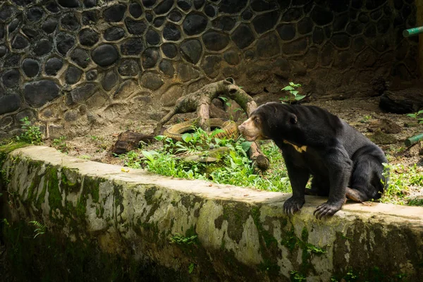Медведь сидит на берегу сушеного бассейна и видит что-то на фотографии, сделанной в Джакарте Индонезия — стоковое фото