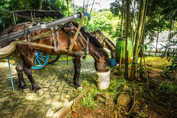 Boisson à cheval assoiffée dans un seau blanc photo prise à Jakarta Indonésie — Photo