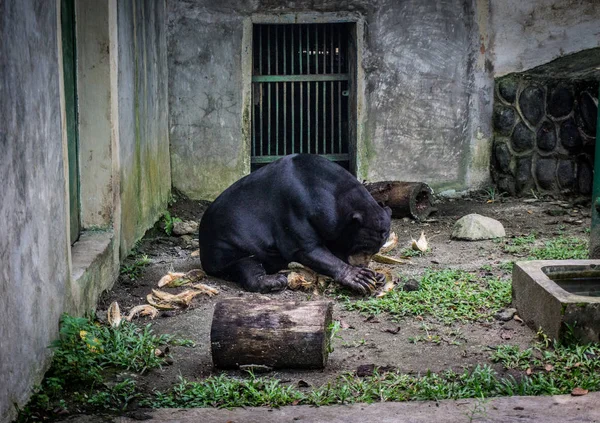 Медовый медведь пытается открыть кокос для еды фото, сделанное в Джакарте Индонезия — стоковое фото