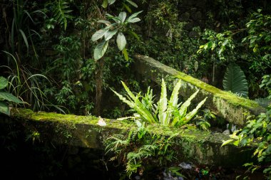 Ferns yosunlu bir köprünün ortasında orman fotoğraf Jakarta Endonezya'da büyümek