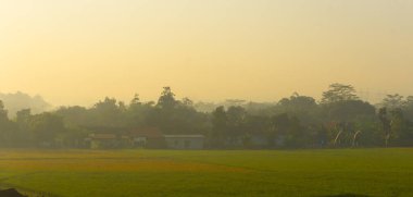 pirinç tarlaları sabahı tropikal ülkede