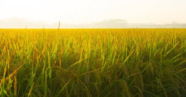 bir pirinç alanları PADI parlak sabah kapat