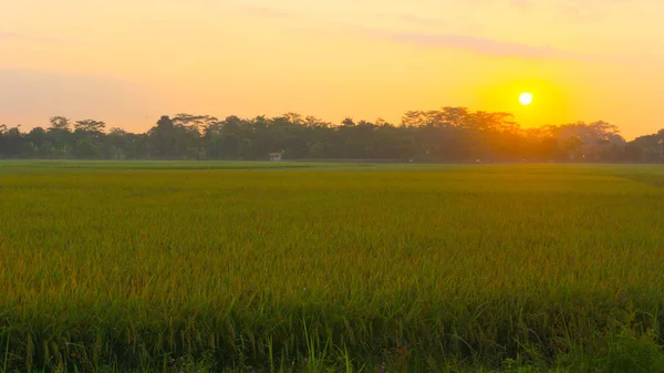 Reisfeld am Morgen mit gelber Sonne und grünem Gras — Stockfoto