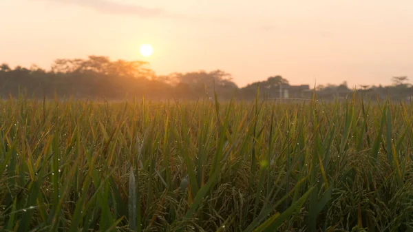 Reisfeld am Morgen mit gelber Sonne und grünem Gras — Stockfoto