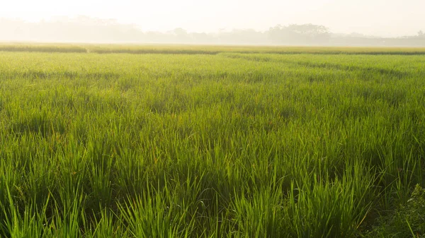 A green yellow rice field on pekalongan indonesia — Stock Photo, Image