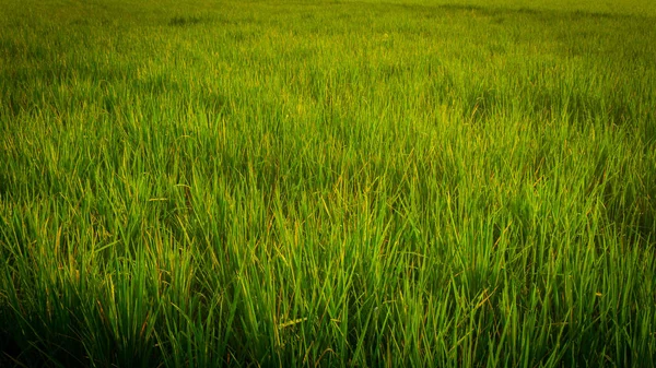 Um campo de arroz amarelo verde em indonésia pekalongan — Fotografia de Stock