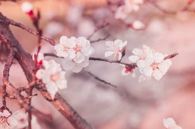 Kayısı çiçek açması ağacı dalı. Çiçek açan bahar. Bahar arka plan