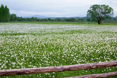 Yabani nergis bir alan. Nergis vadide Ukraynalı Karpatlar. Dağda İlkbahar