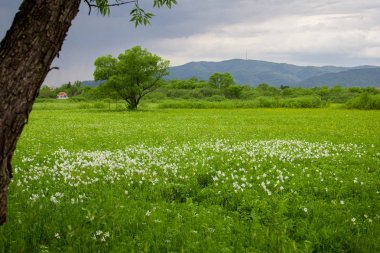 Yabani nergis bir alan. Nergis vadide Ukraynalı Karpatlar. Dağda İlkbahar